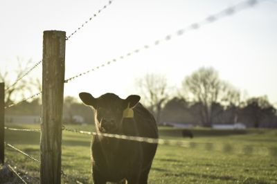 Farm Boundary Fence